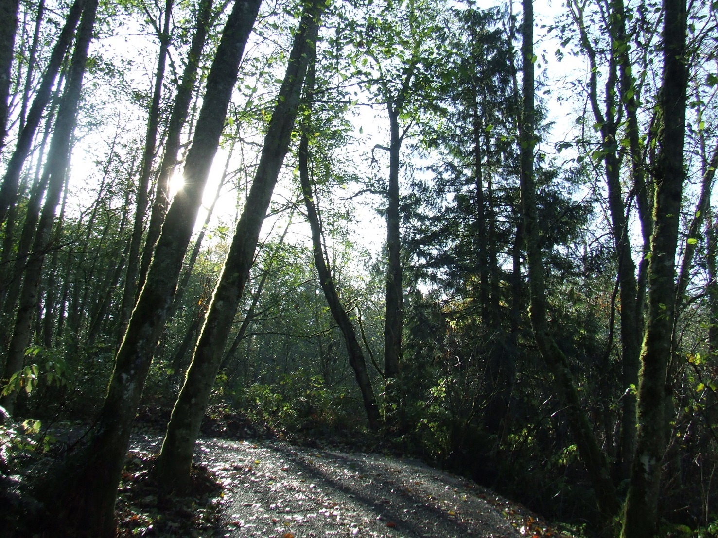 Maddox Creek Trail