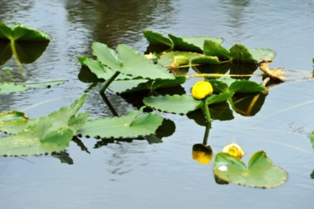 Water Lily
